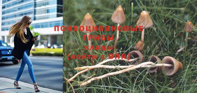 дарнет шоп  omg маркетплейс  Псилоцибиновые грибы Psilocybe  Владивосток 